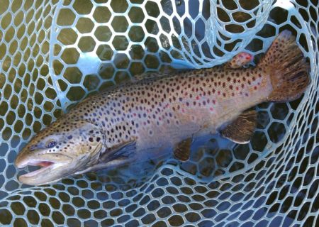 岸際のブラウンを狙い撃て ～岡崎トラウトポンド～